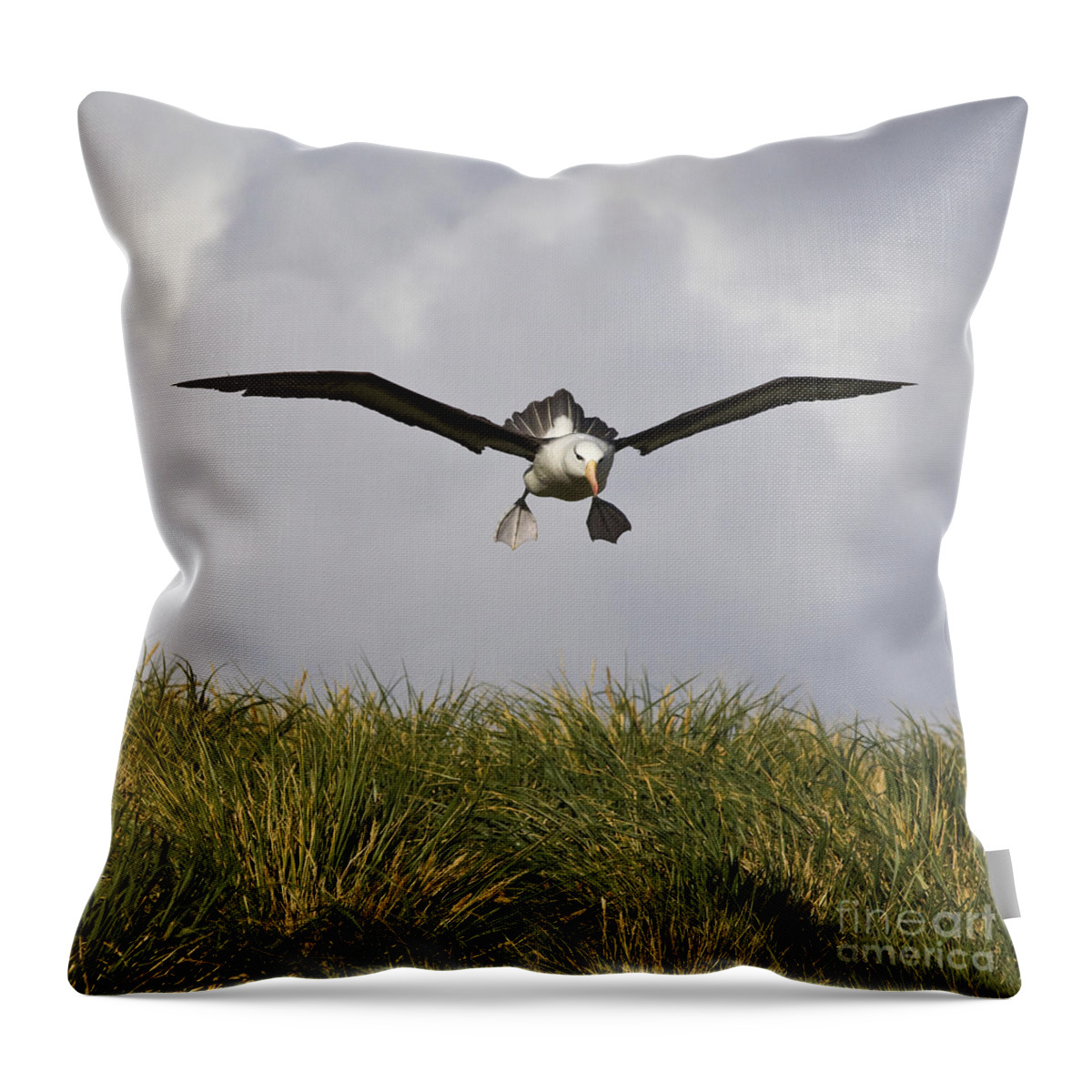 Black-browed Albatross Throw Pillow featuring the photograph Black-browed Albatross #6 by Jean-Louis Klein & Marie-Luce Hubert