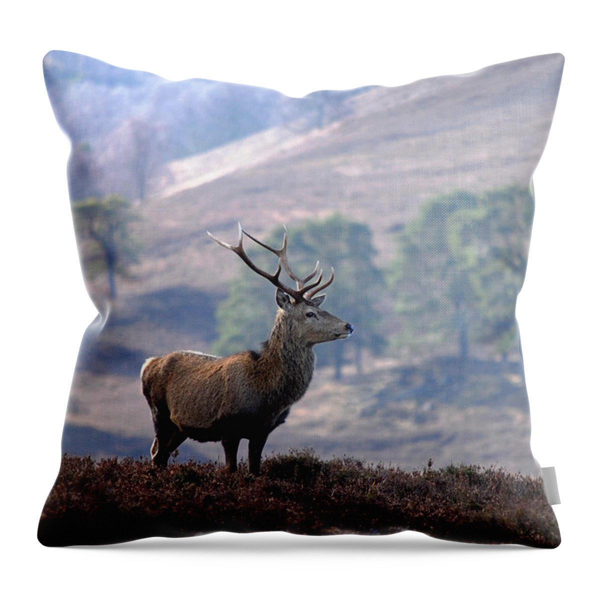 Red Deer Stag Throw Pillow featuring the photograph Red Deer Stag #6 by Gavin MacRae