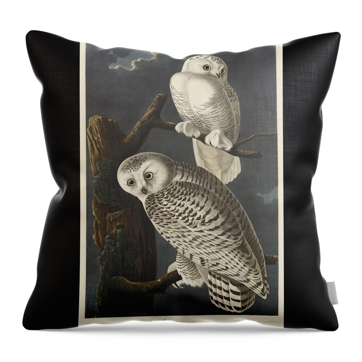 John James Audubon Throw Pillow featuring the painting Snowy Owl #6 by John James Audubon