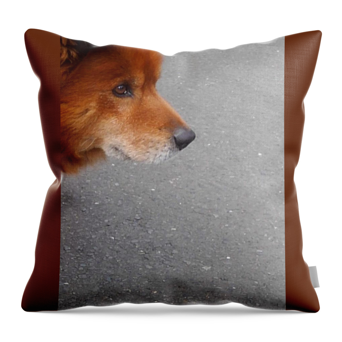 Dog Throw Pillow featuring the photograph Dog #65 by Mariel Mcmeeking