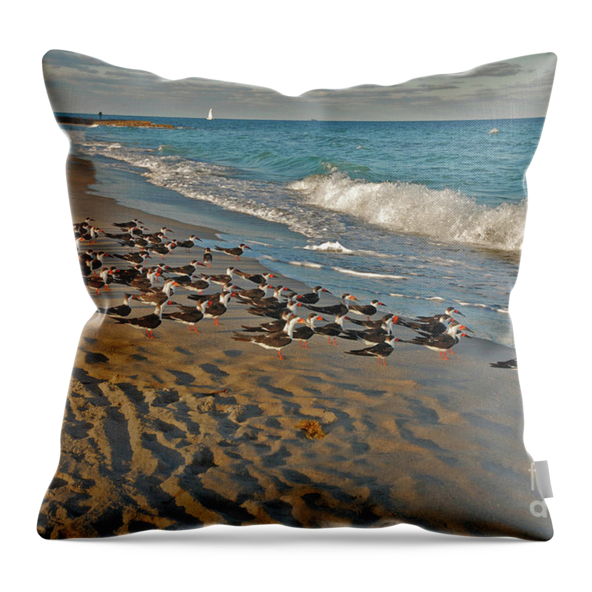 Black Skimmers Throw Pillow featuring the photograph 67- Ready For Takeoff by Joseph Keane