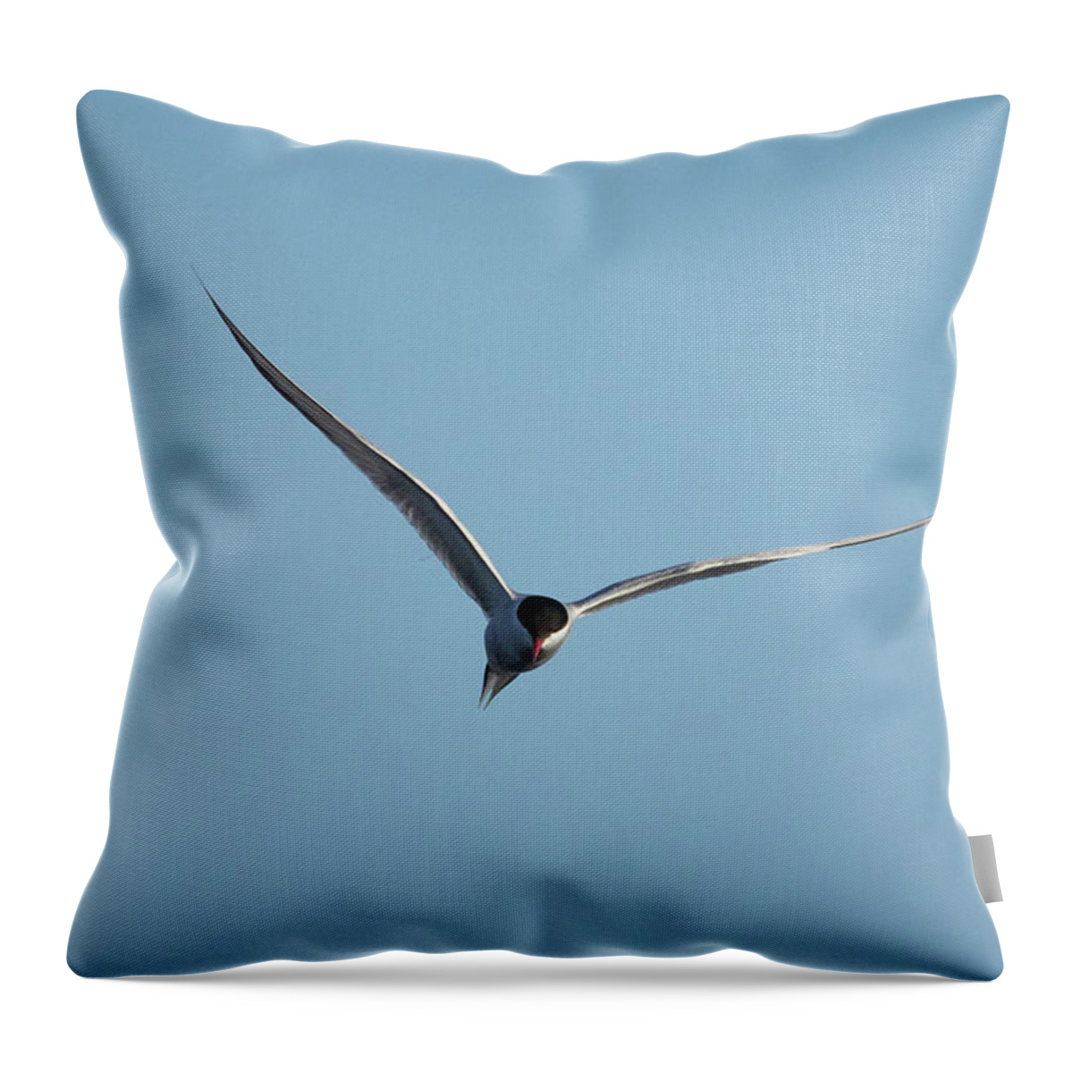Finland Throw Pillow featuring the photograph Arctic tern #7 by Jouko Lehto