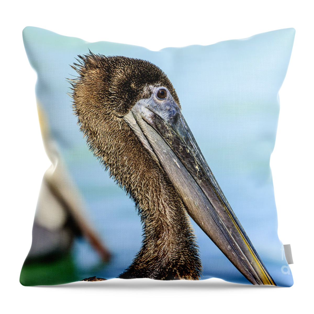 Brown Pelican Throw Pillow featuring the photograph Brown Pelican #8 by Ben Graham