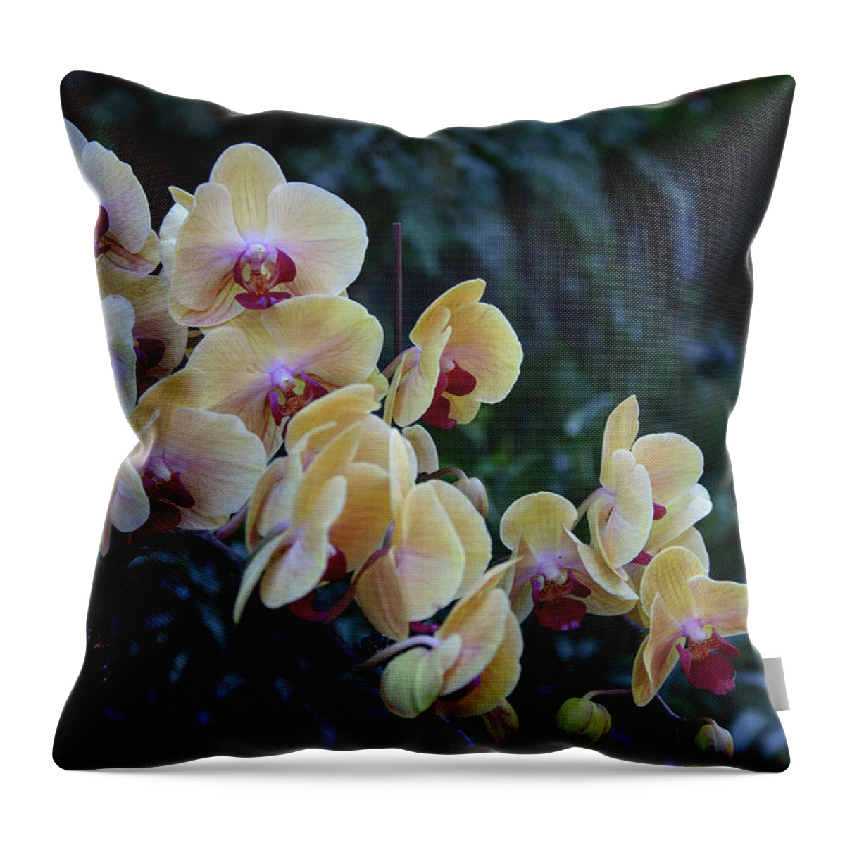 Flower Throw Pillow featuring the photograph Butterfly orchid flowers #8 by Carl Ning