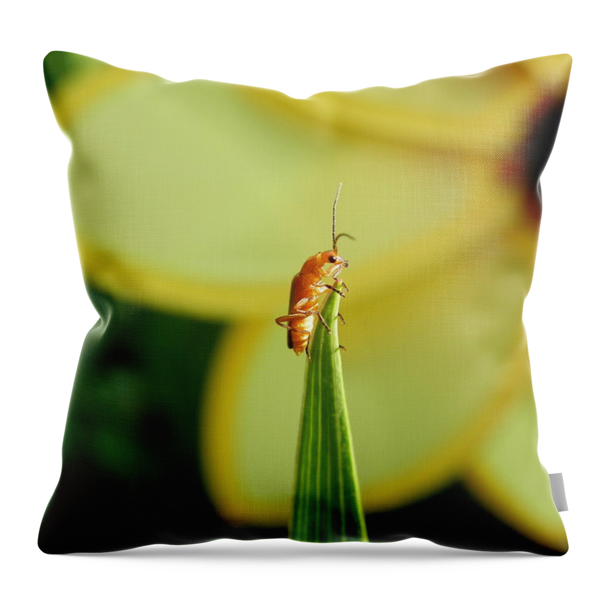Insect Throw Pillow featuring the photograph Insect #8 by Jackie Russo