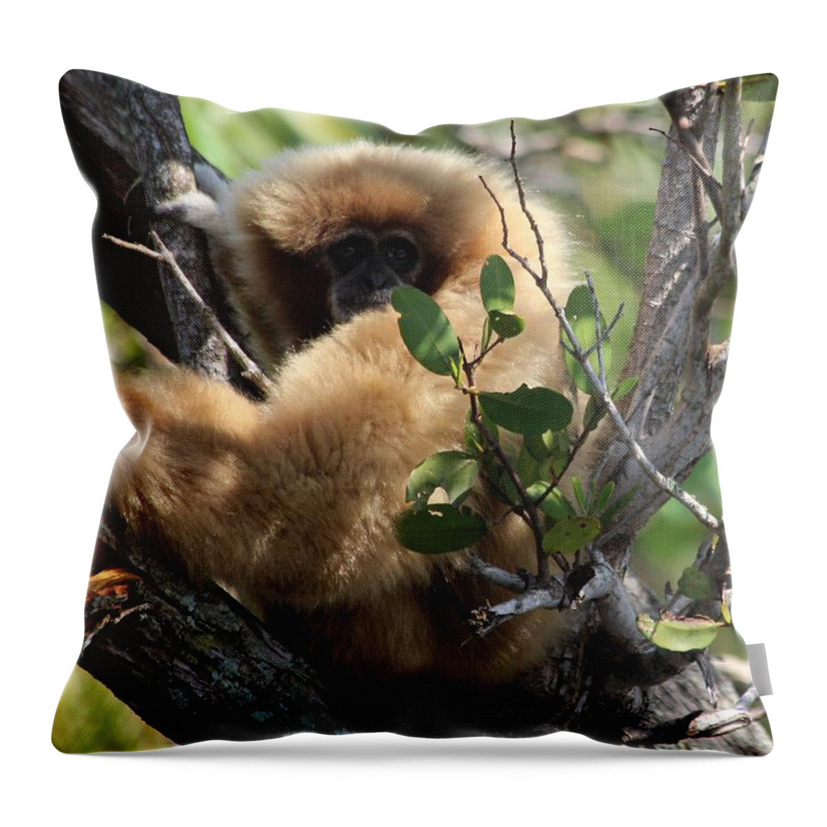 Wild Animals Throw Pillow featuring the photograph Naples FL #8 by Donn Ingemie