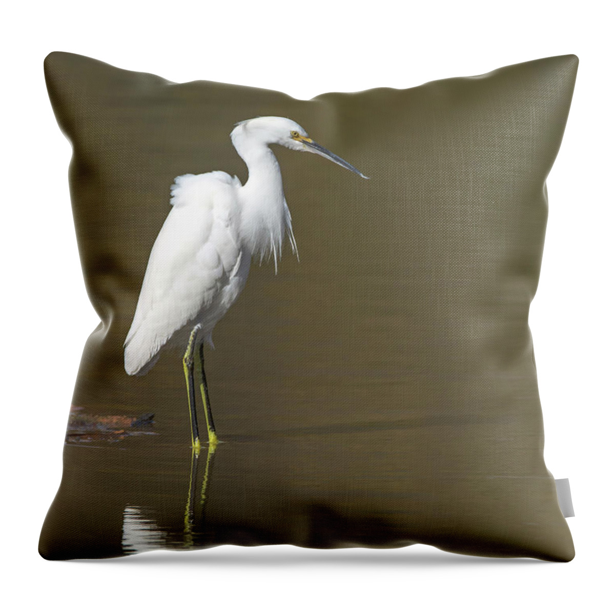 Snowy Throw Pillow featuring the photograph Snowy Egret #89 by Tam Ryan