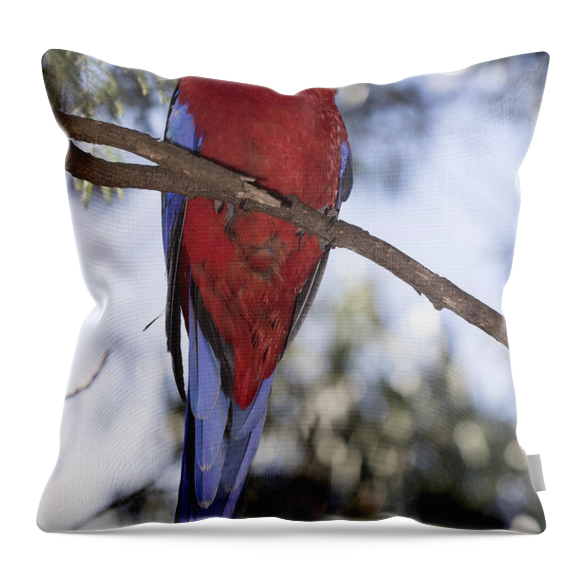 Bird Throw Pillow featuring the photograph Crimson rosella #9 by Masami Iida
