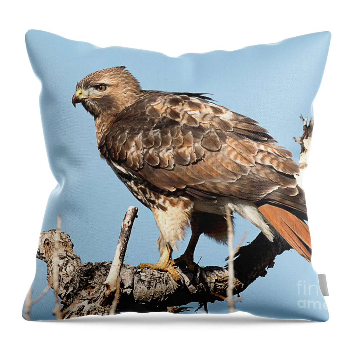 Bird Throw Pillow featuring the photograph Red Tailed Hawk #9 by Dennis Hammer