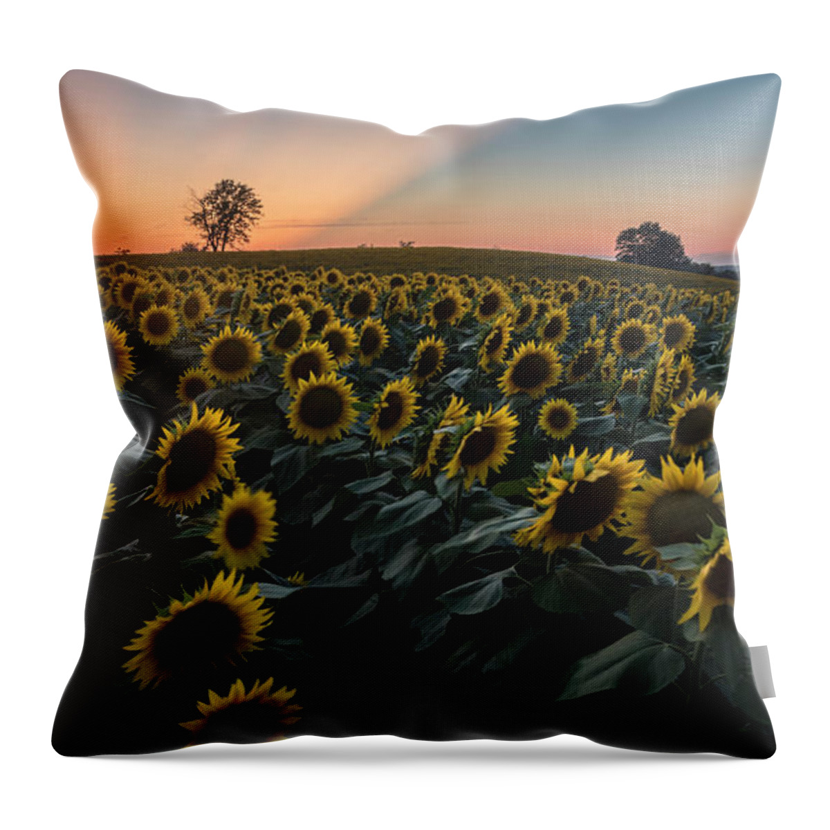 Ryan Heffron Throw Pillow featuring the photograph Sunflower Sunset #9 by Ryan Heffron