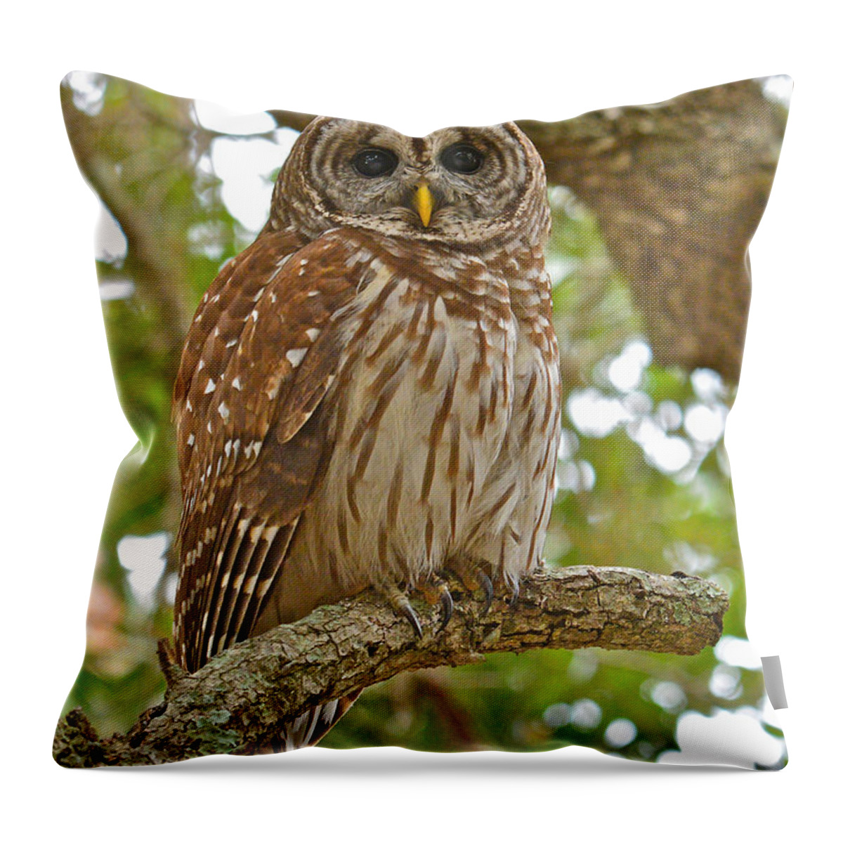 Barred Owl Throw Pillow featuring the photograph A Barred Owl by Don Mercer