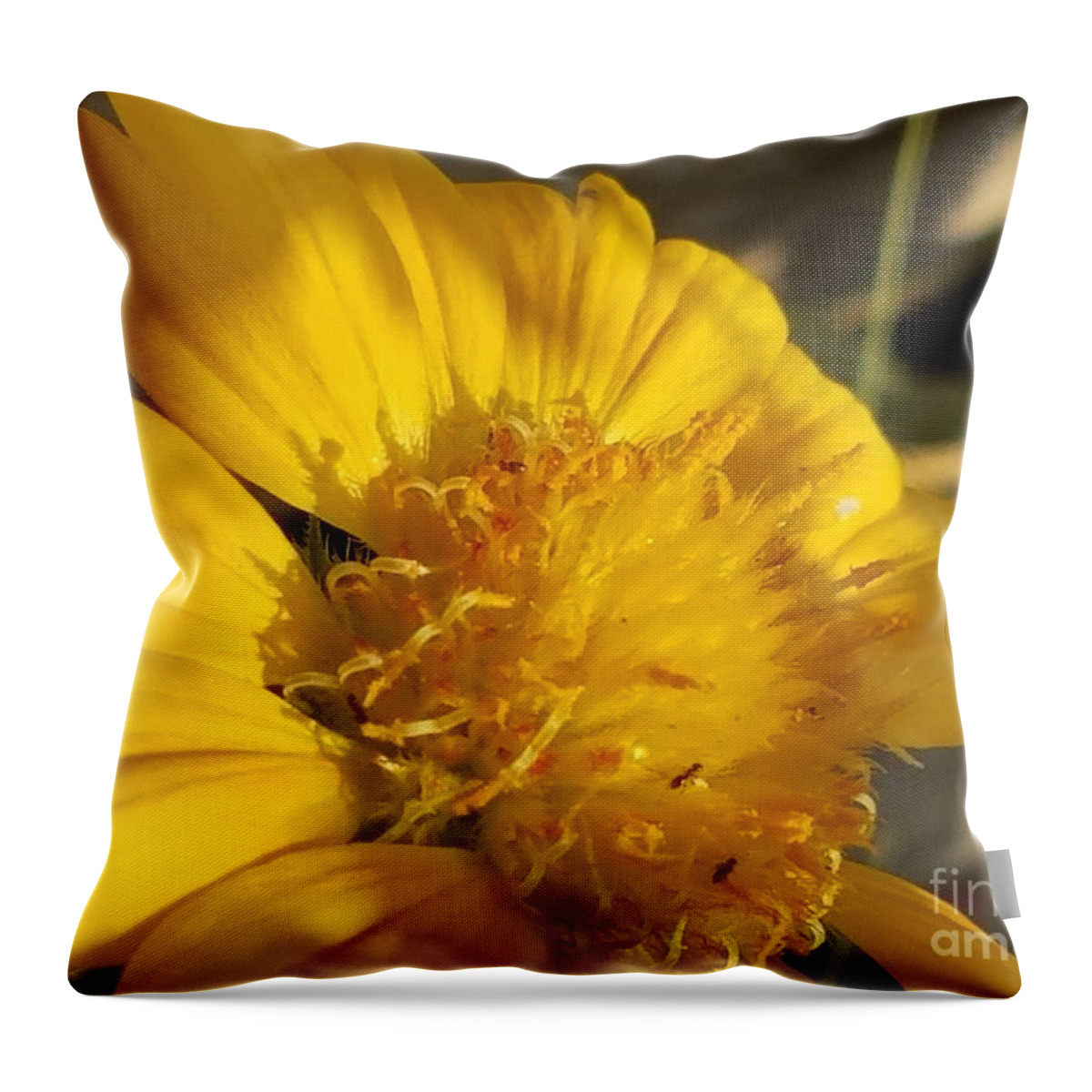 A Bit Of Sunshine Throw Pillow featuring the photograph A Bit of Sunshine by Maria Urso