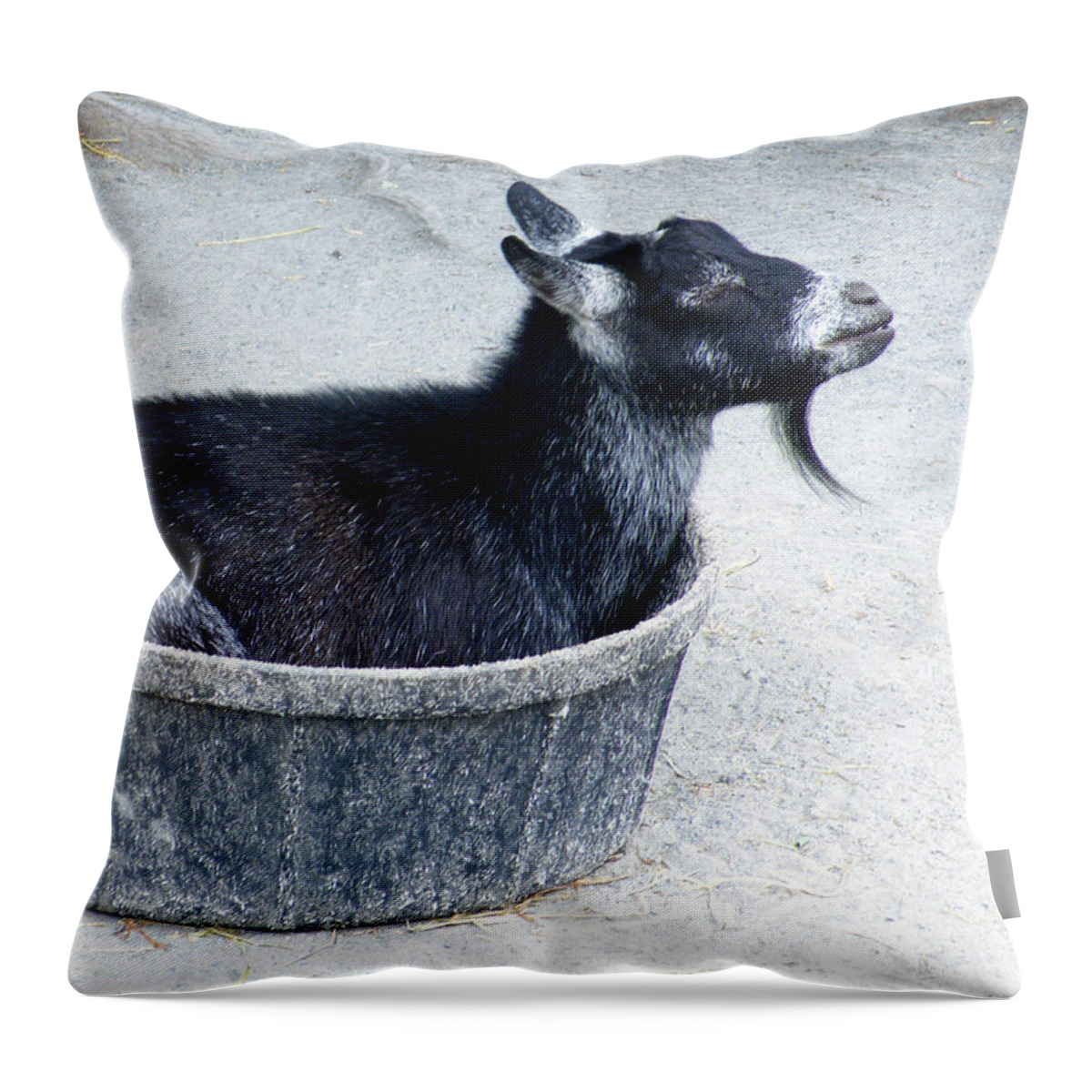 a Bowl Of Goat Throw Pillow featuring the photograph A Bowl of Goat by Kimmary MacLean