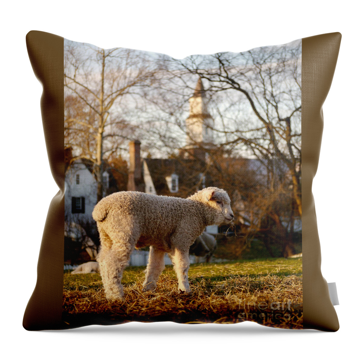 Colonial Williamsburg Throw Pillow featuring the photograph A Colonial Lamb in the Spring by Rachel Morrison