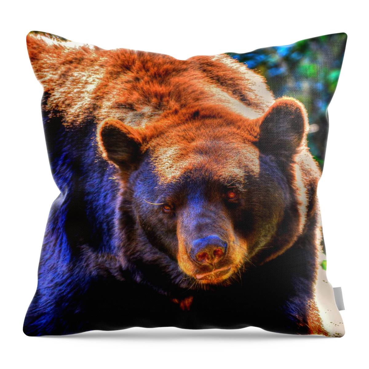 Black Bear Throw Pillow featuring the photograph A Curious Black Bear by Don Mercer