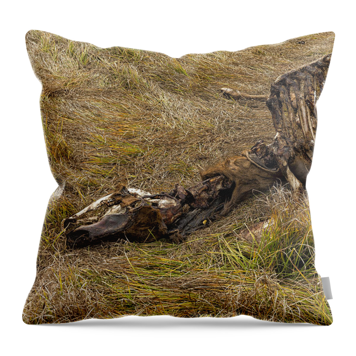 Bones Throw Pillow featuring the photograph A Death in the Natural World by Belinda Greb