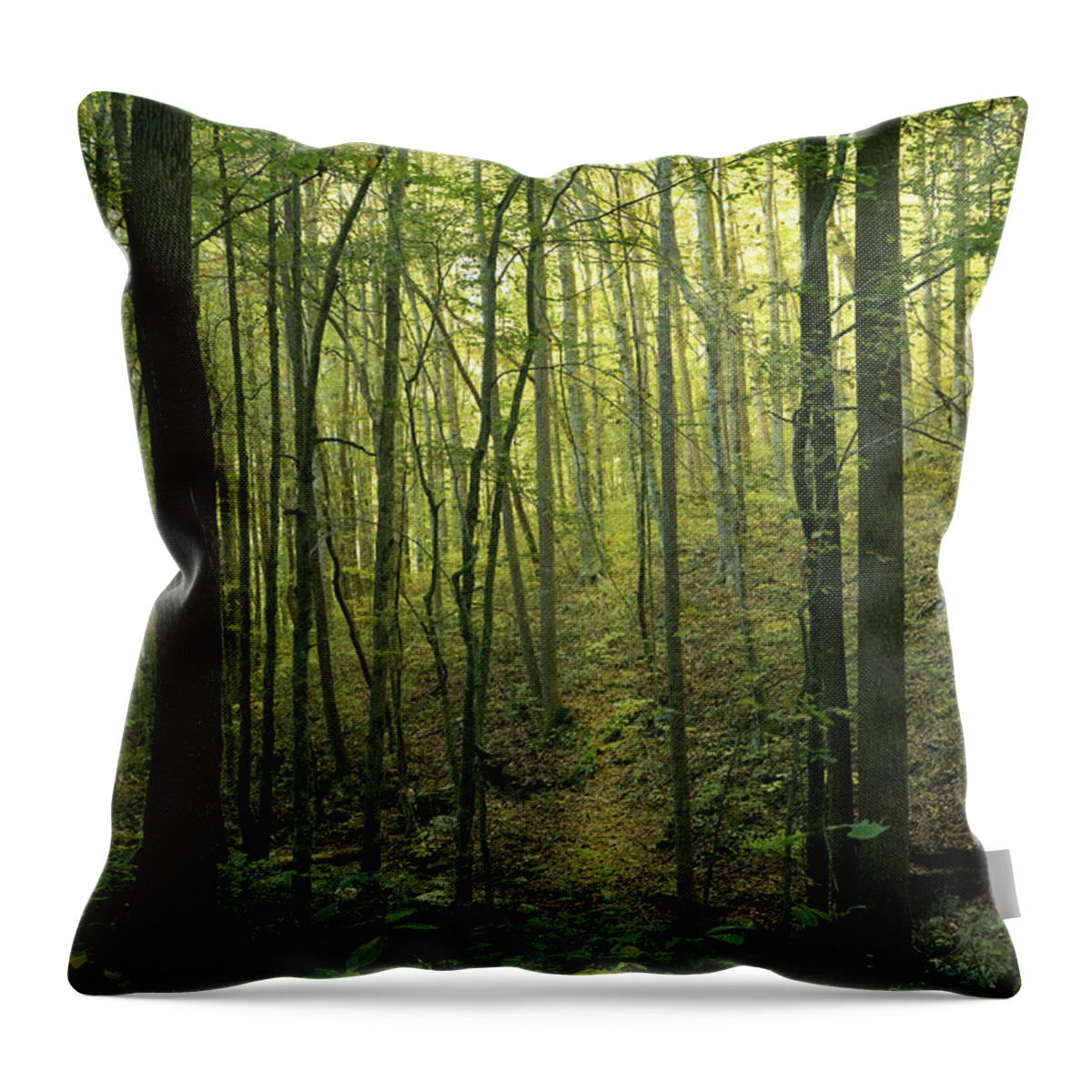 Different Throw Pillow featuring the photograph A Different Path Led Through the Woods by Douglas Barnett