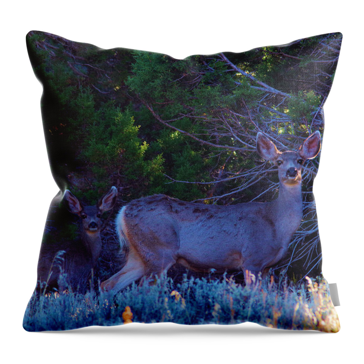 Deer Throw Pillow featuring the photograph A Doe staring by Jeff Swan