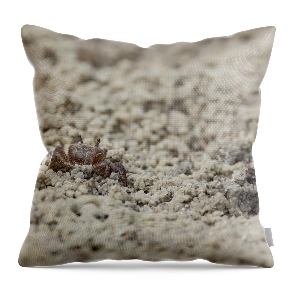  Fiddler Throw Pillow featuring the photograph A Fiddler Crab in the sand by David Watkins