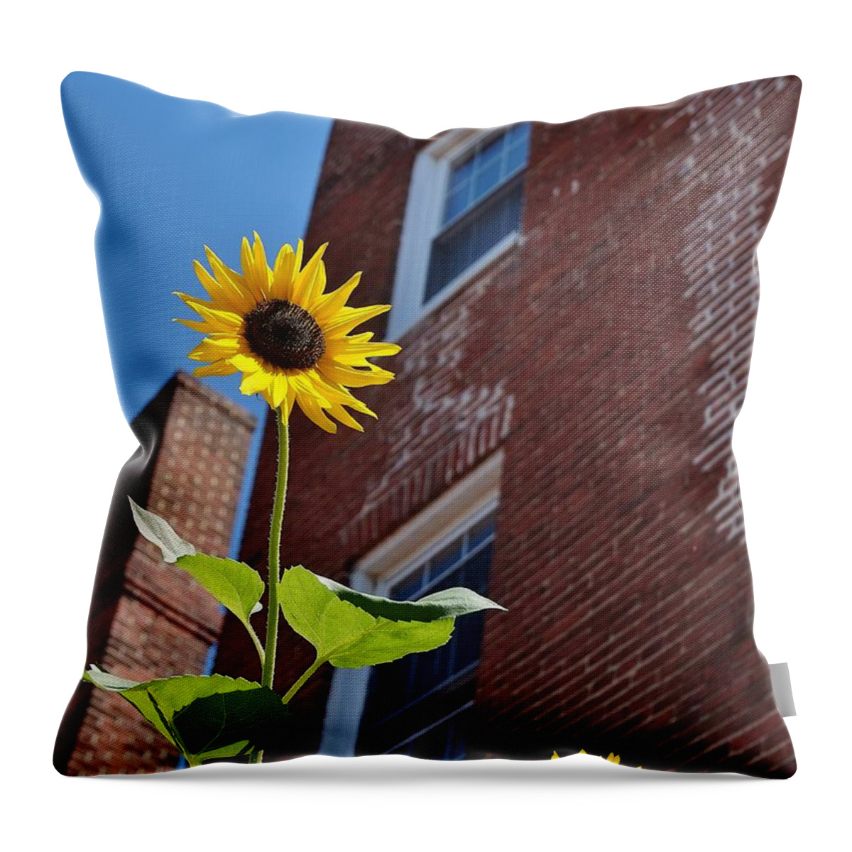Sunflower Throw Pillow featuring the photograph A Field of Her Own by Beth Deitrick