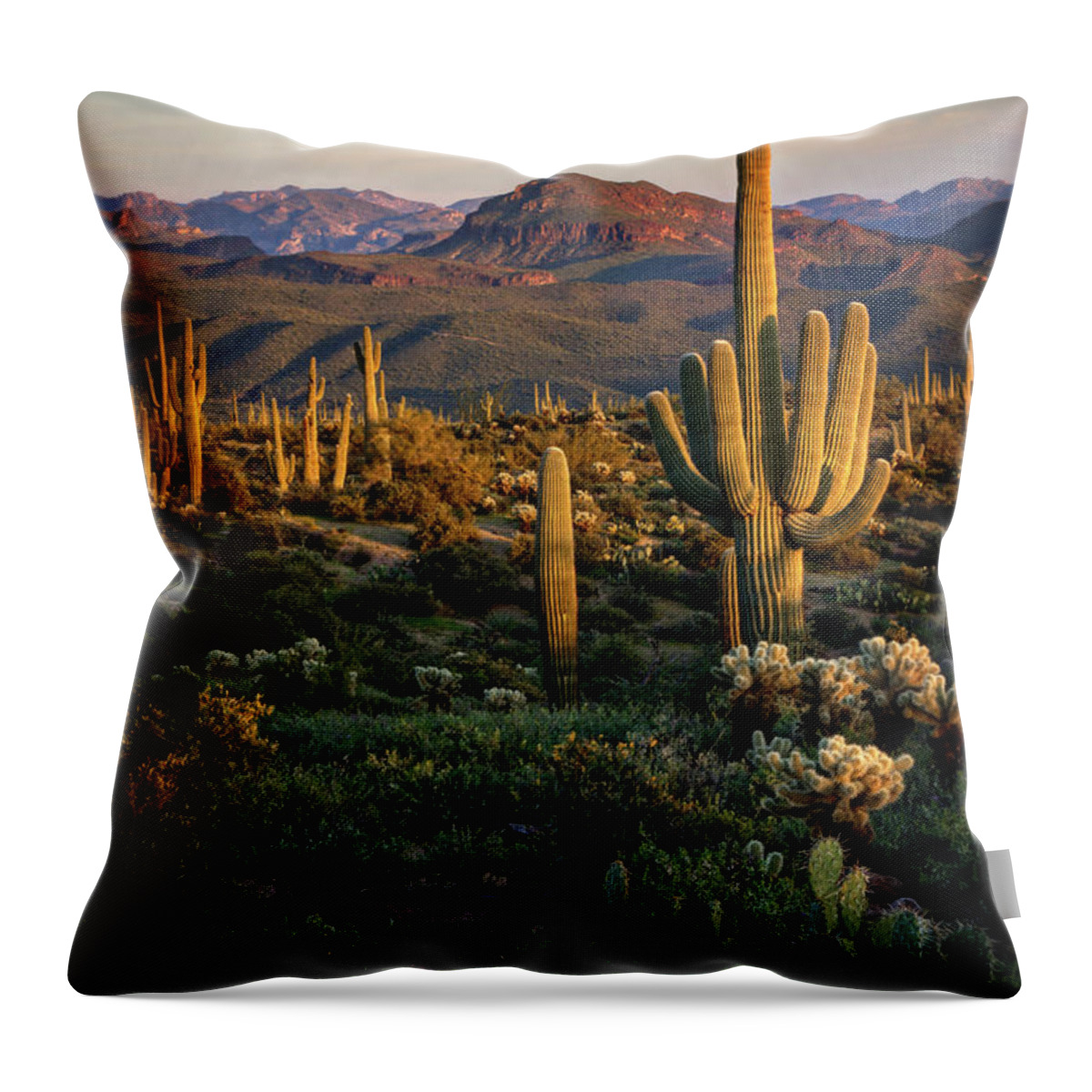 Arizon Throw Pillow featuring the photograph A Golden Sonoran Evening by Saija Lehtonen