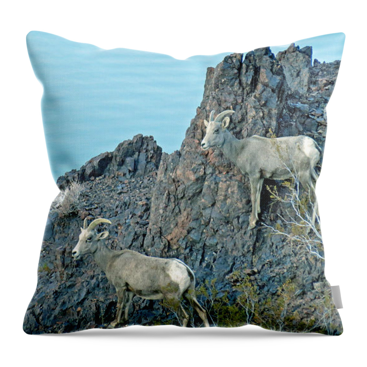 Sheep Throw Pillow featuring the photograph A Group Of Desert Bighorn Sheep by Kay Novy