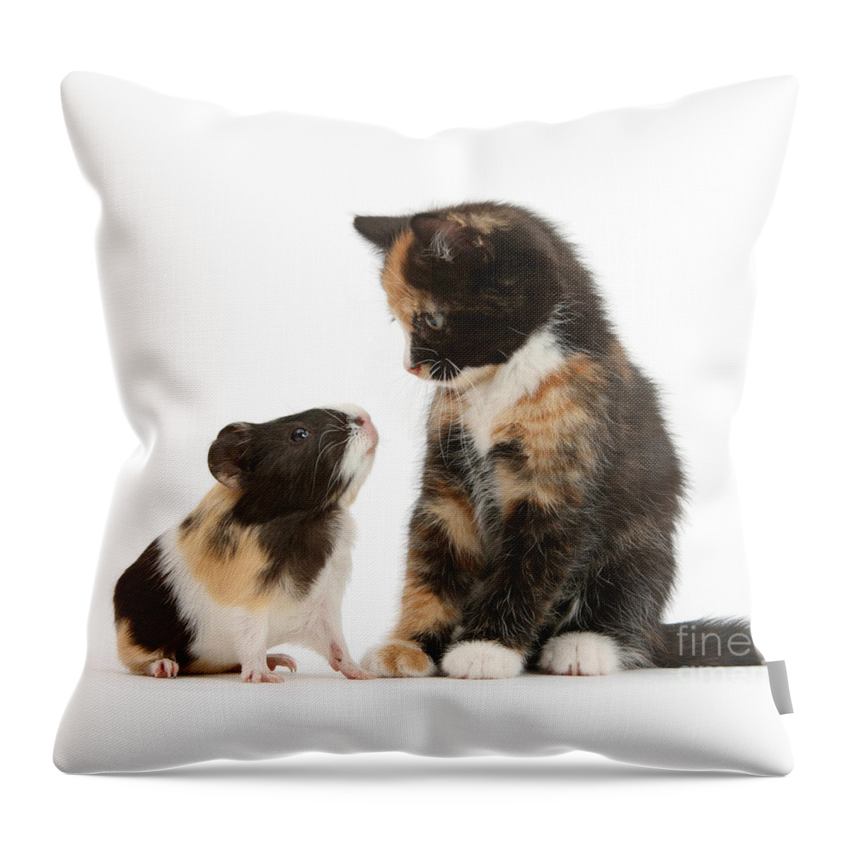 Guinea Pig Throw Pillow featuring the photograph A Guinea for your Thoughts by Warren Photographic