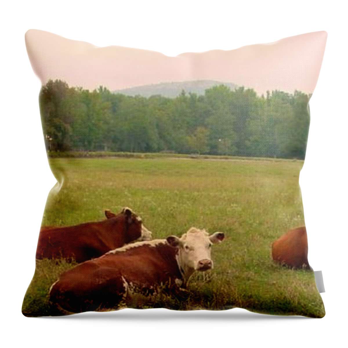 Cow Throw Pillow featuring the photograph A Leisurely Afternoon by Kathy Bucari