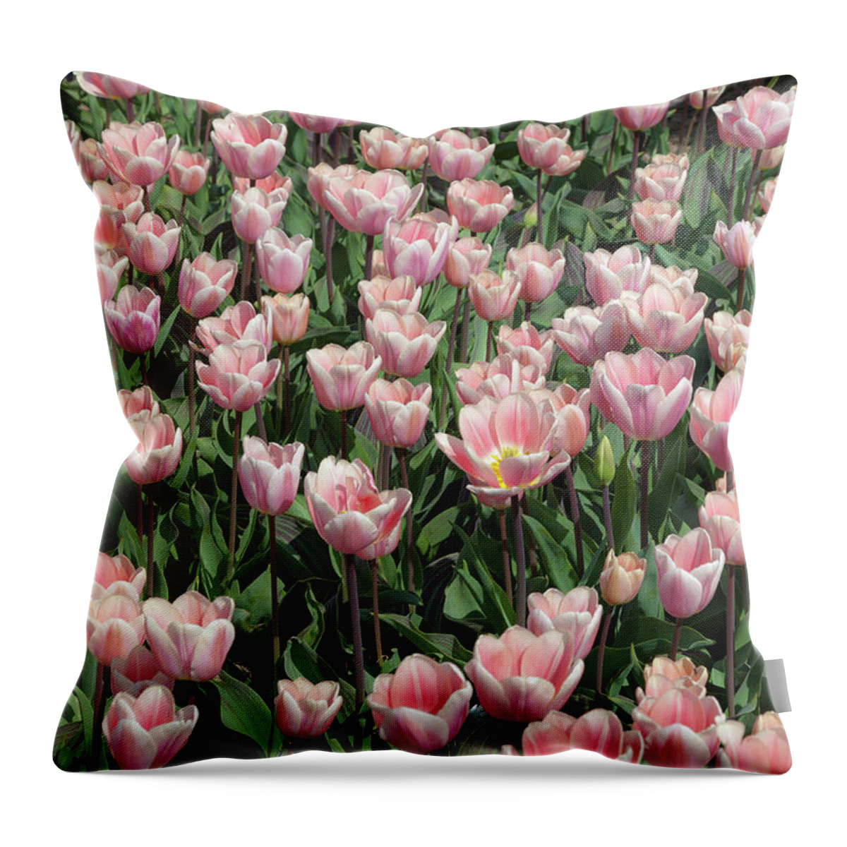 Tulip Throw Pillow featuring the photograph A lot of pink tulips by Tim Abeln