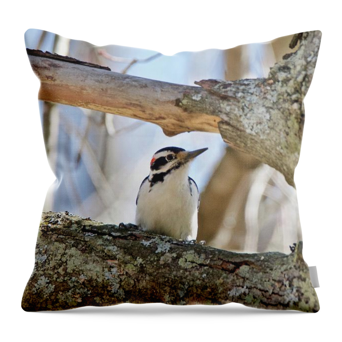 Downey Woodpecker Throw Pillow featuring the photograph A Male Downey woodpecker 1111 by Michael Peychich