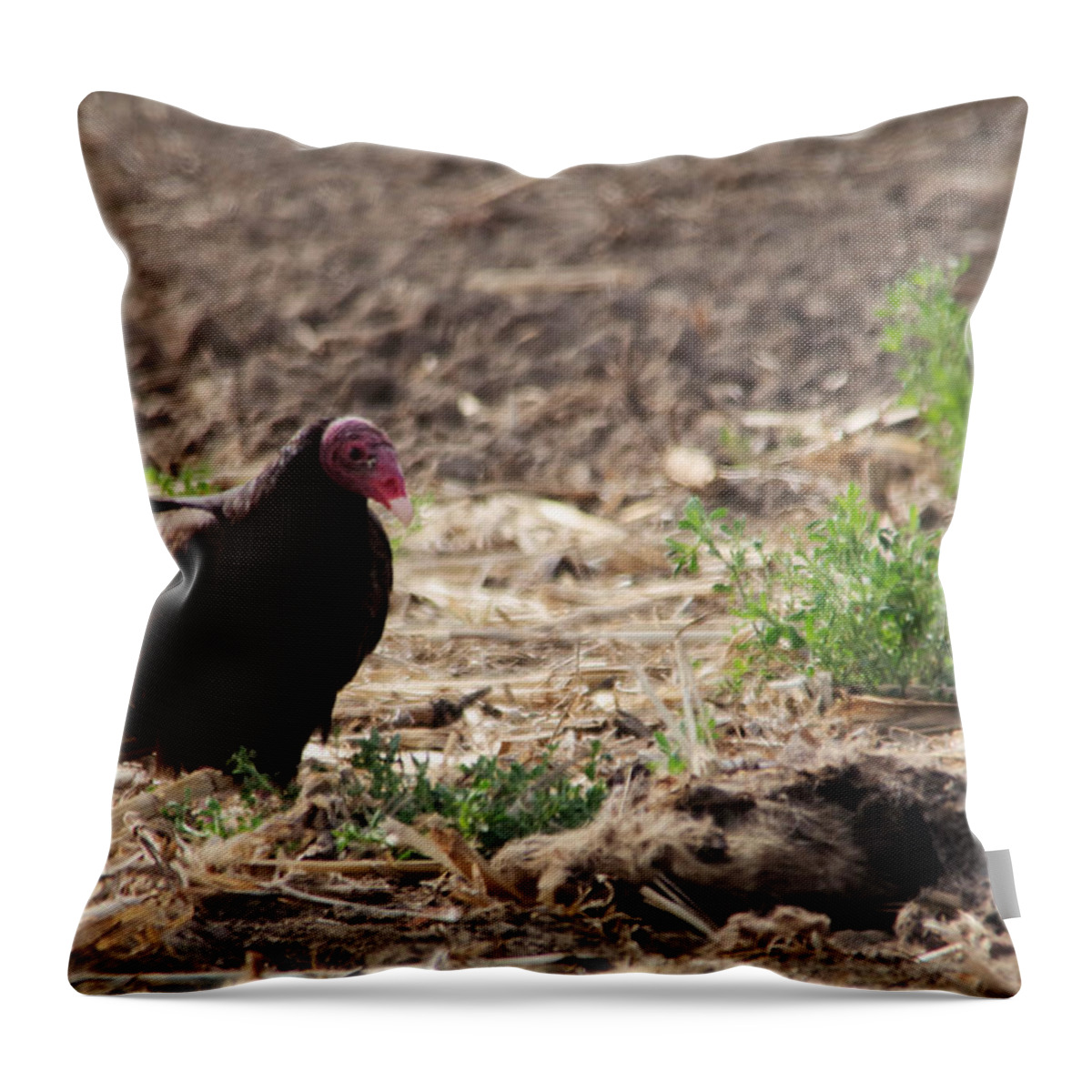 Vulture Throw Pillow featuring the photograph A nervous eater by Jeff Swan