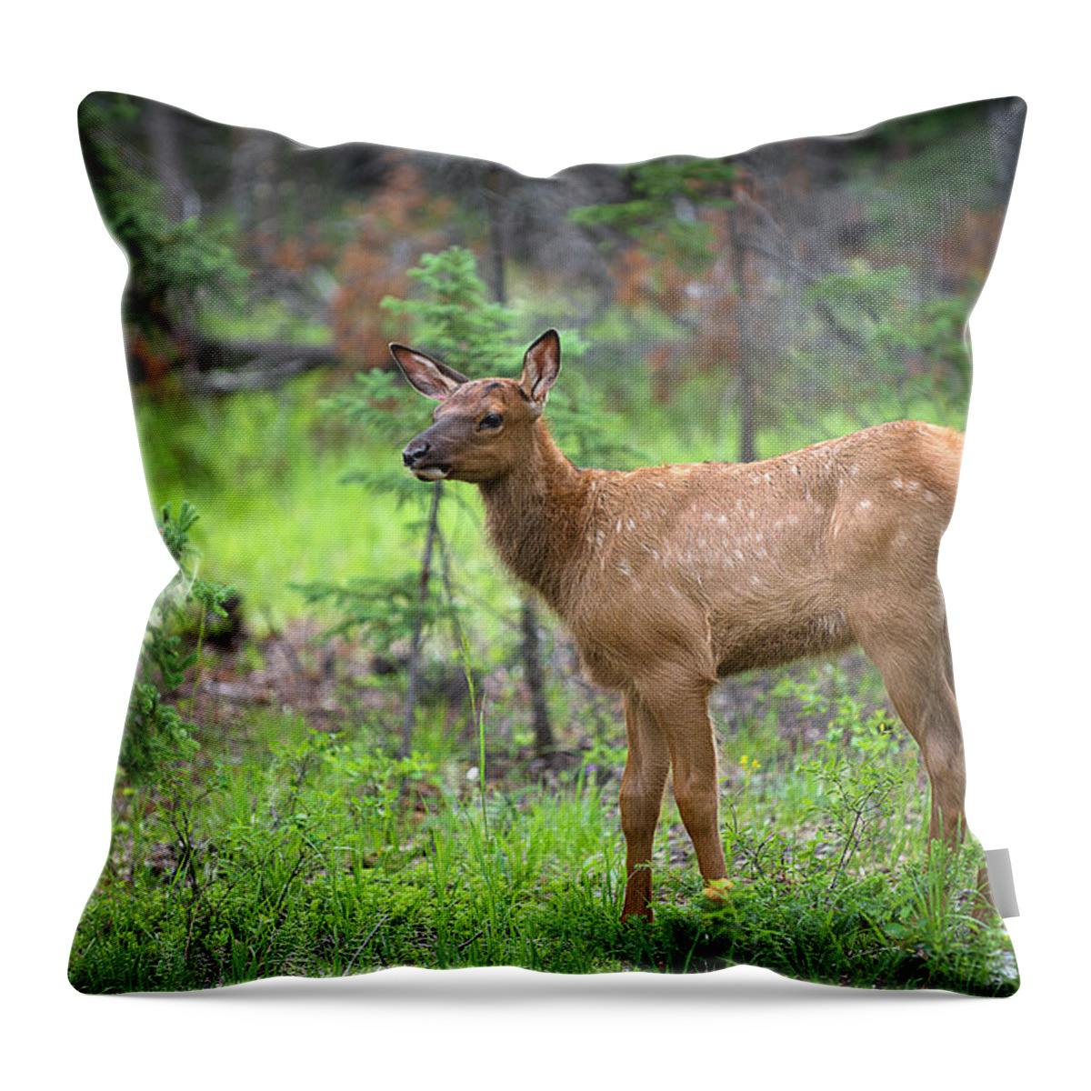 Elk Throw Pillow featuring the photograph A Newborn Elk by Bill Cubitt