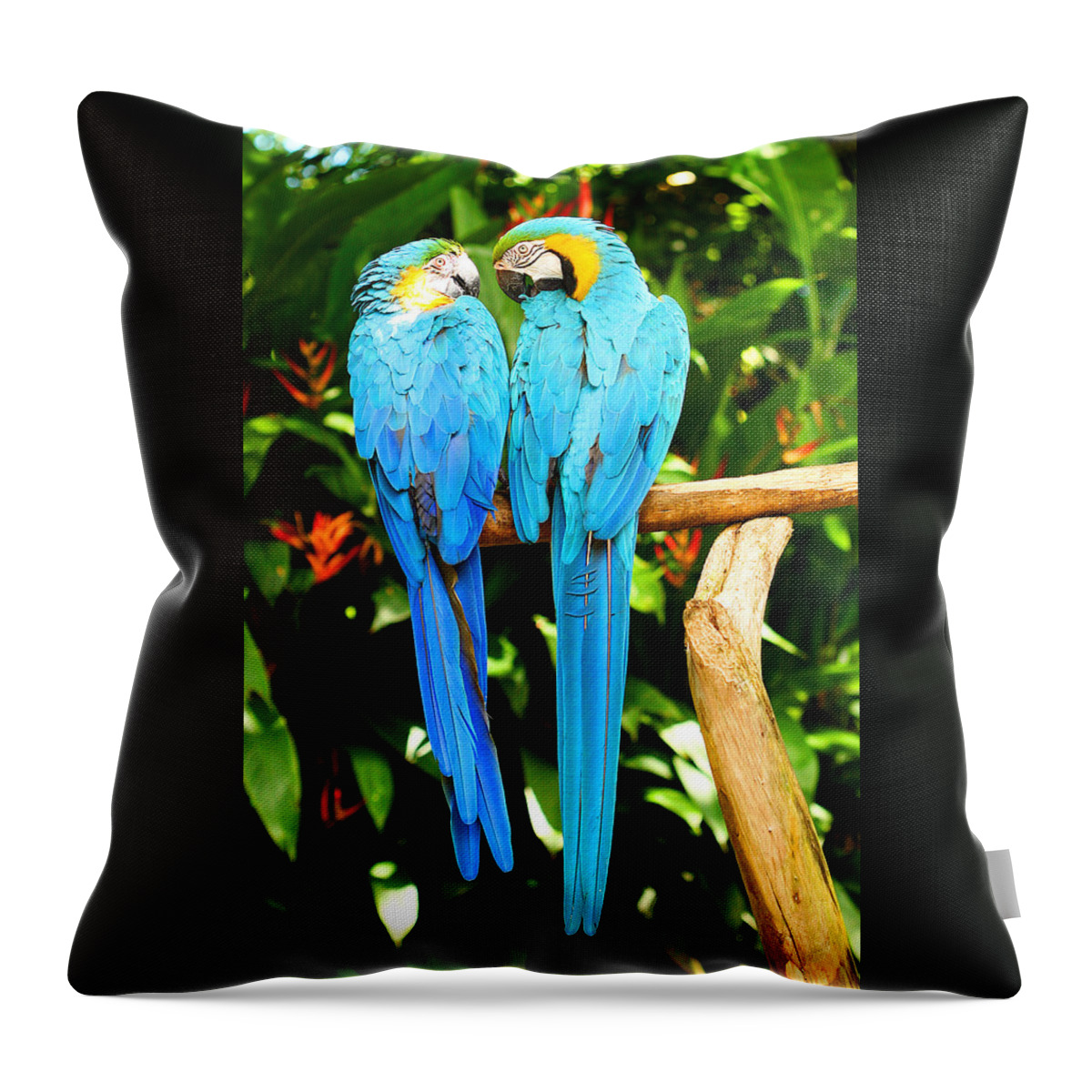 Bird Throw Pillow featuring the photograph A Pair of Parrots by Marilyn Hunt