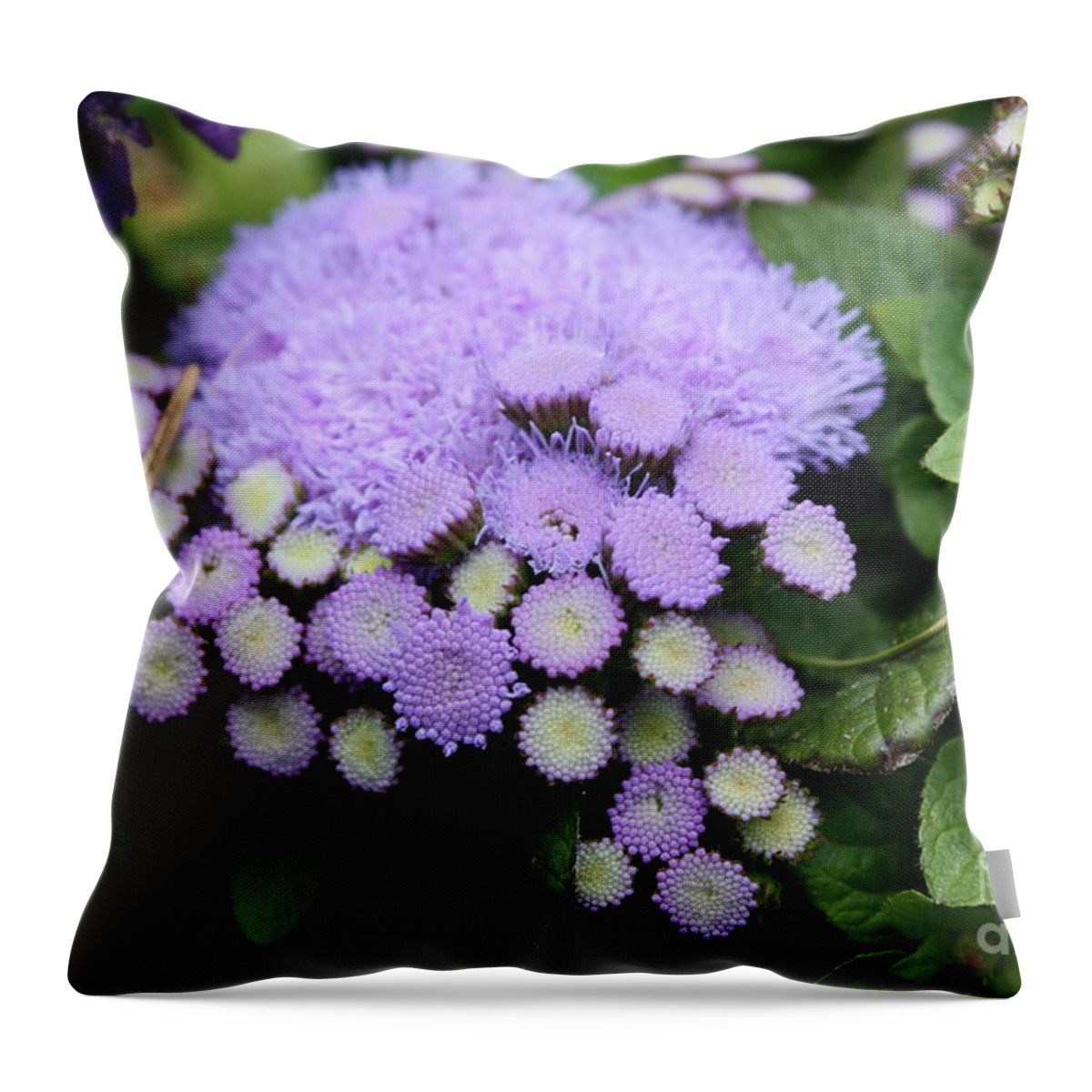 Flowers Throw Pillow featuring the photograph A purple morning by Edward R Wisell