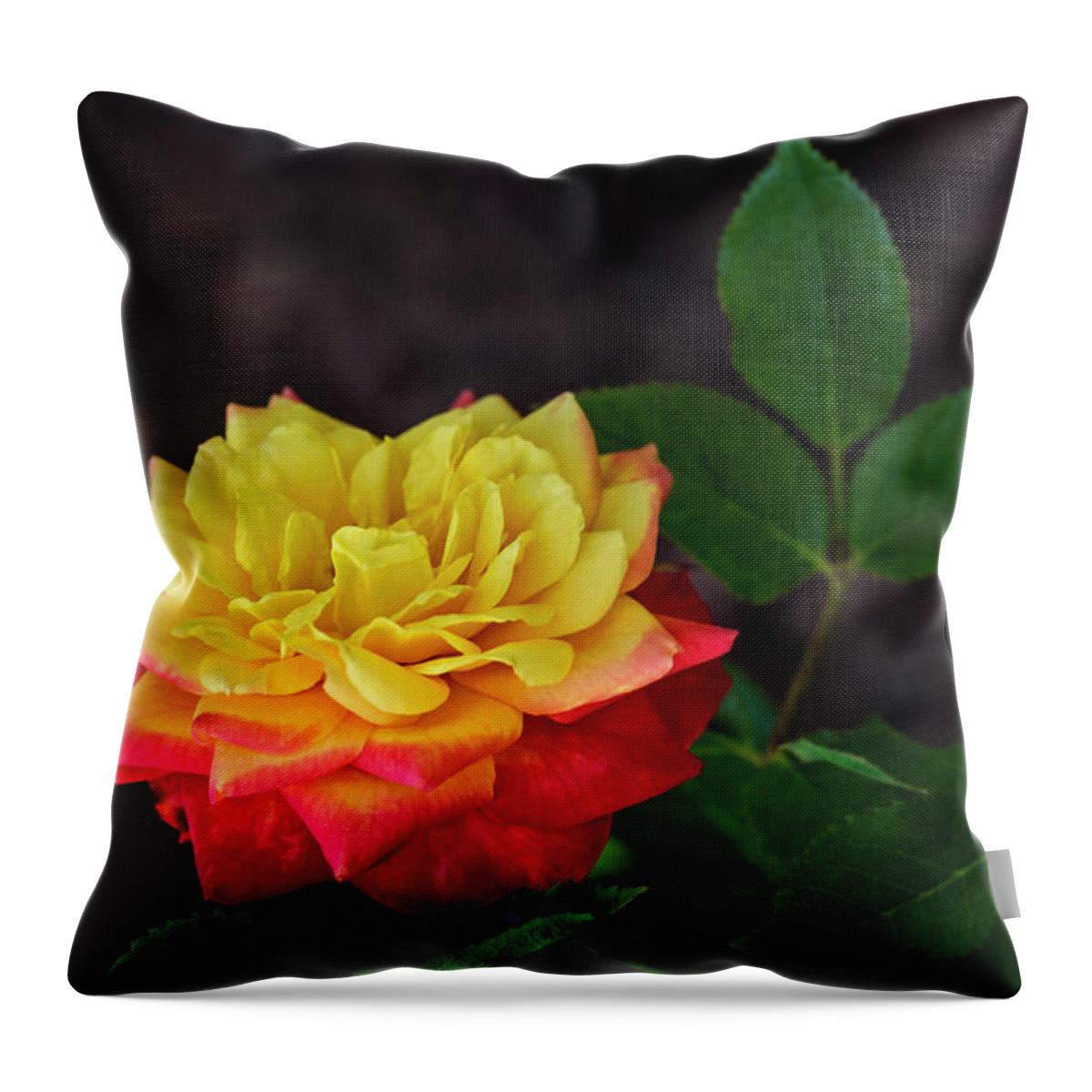 Flower Throw Pillow featuring the photograph A Rose by Michael McKenney