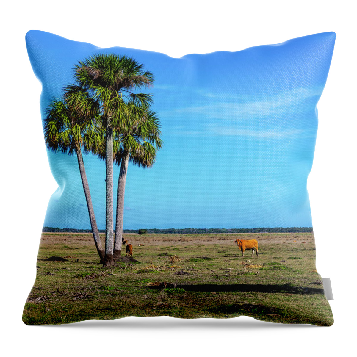 Plant Throw Pillow featuring the photograph A Sabal Trio by W Chris Fooshee