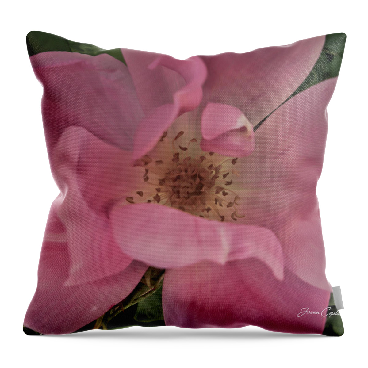 Pink Rose Photographs Throw Pillow featuring the photograph A Single Pink Rose by Joann Copeland-Paul