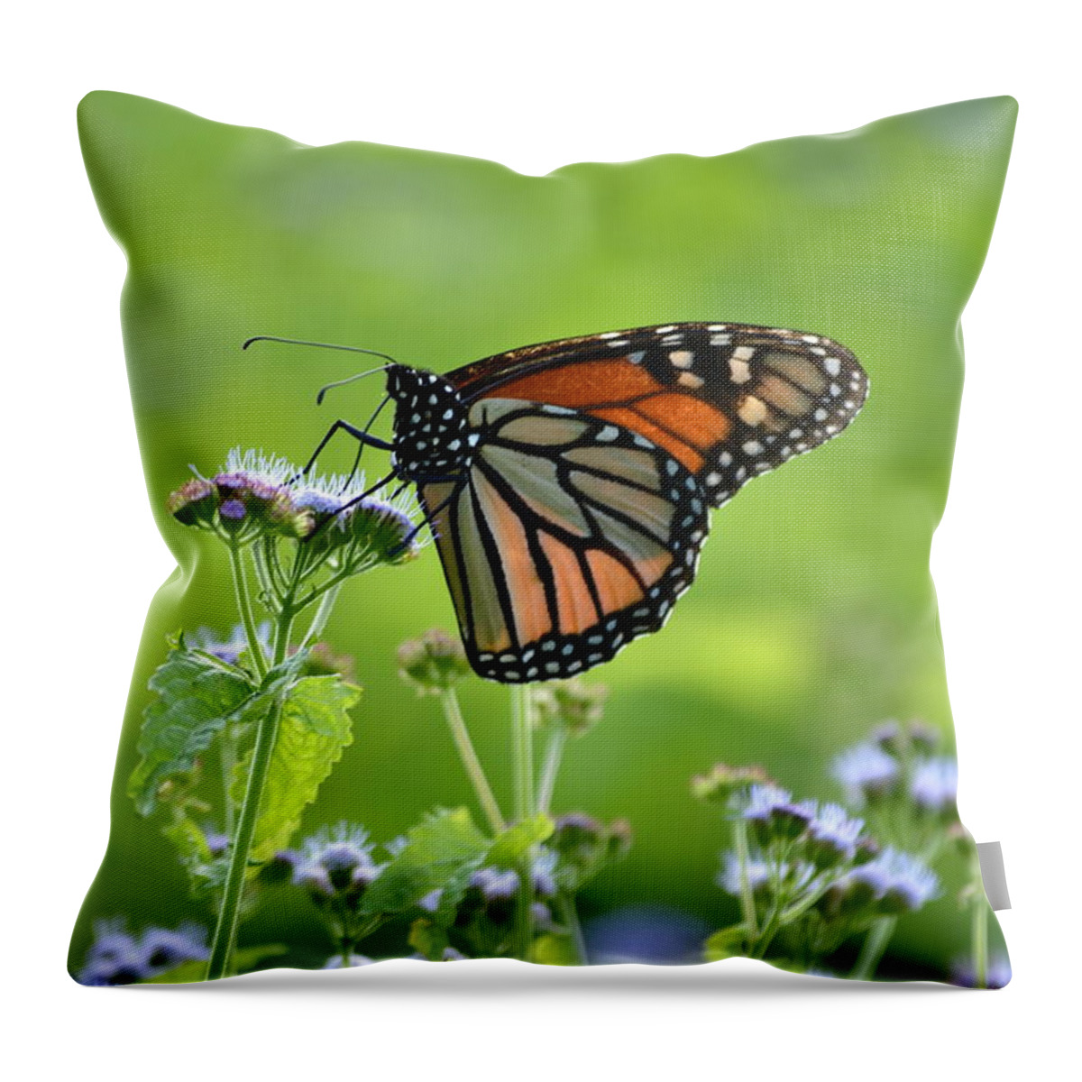 Monarch Throw Pillow featuring the photograph A Sip of Mist by JD Grimes