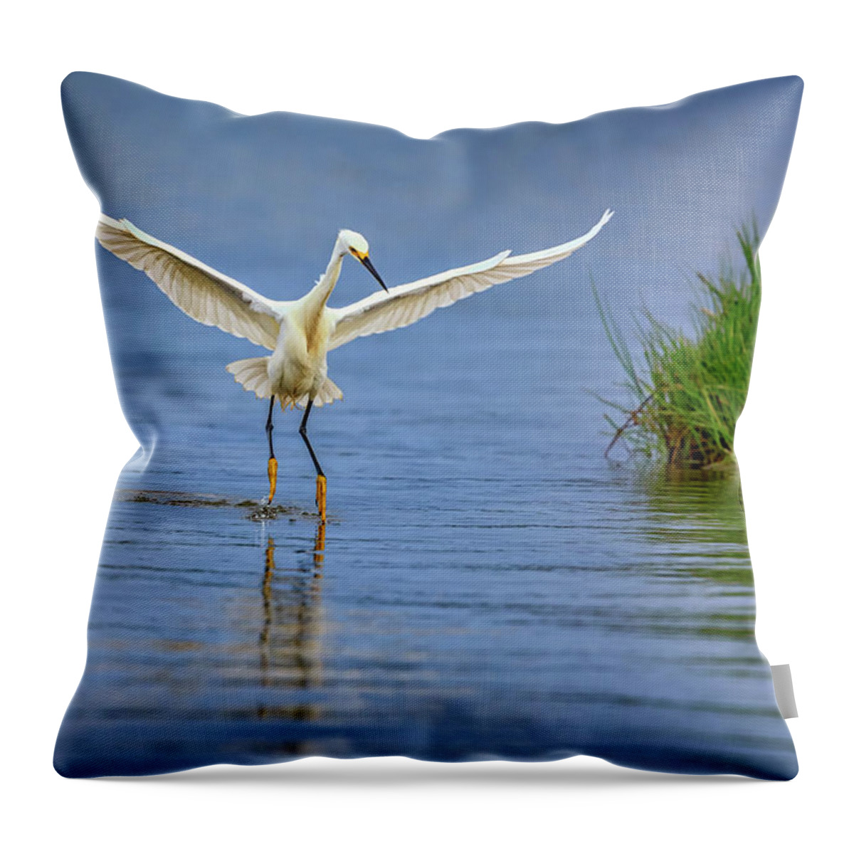 Snowy Egret Throw Pillow featuring the photograph A Snowy Egret Dip-Fishing by Rick Berk