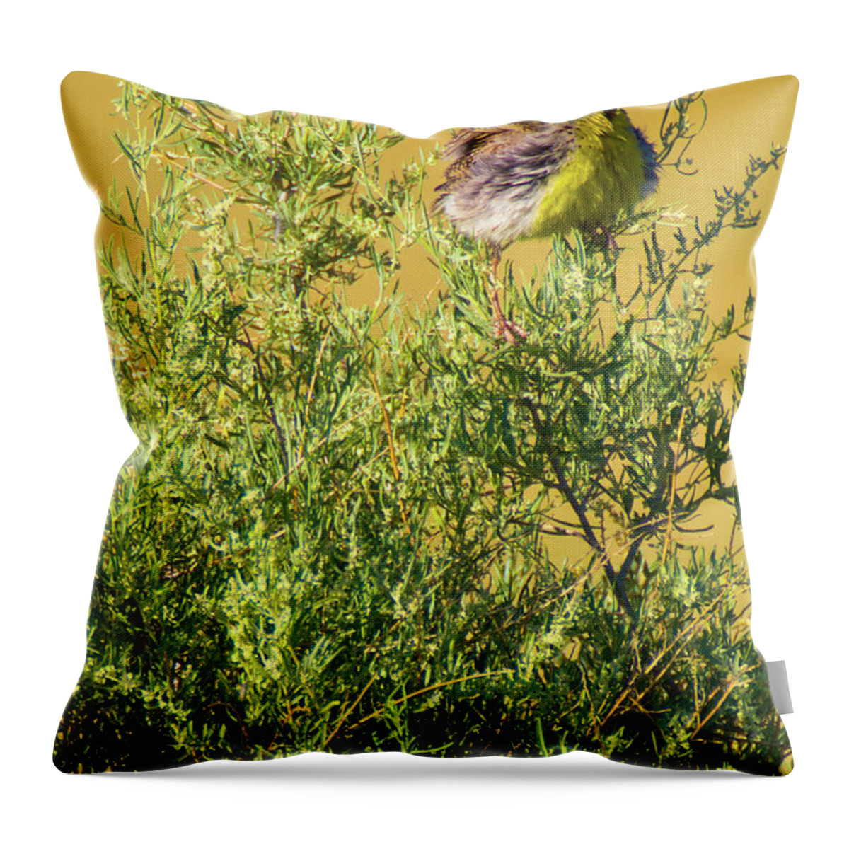 Chatfield State Park Throw Pillow featuring the photograph A Tad Ruffled by John De Bord