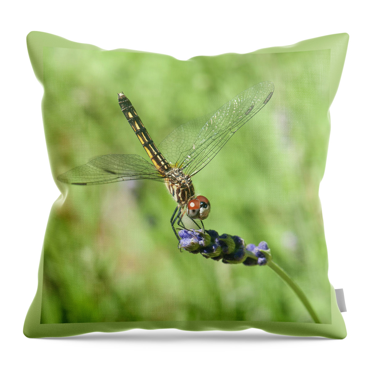 Dragon Fly Throw Pillow featuring the photograph A Taste Of Lavender by Jean-Pierre Ducondi