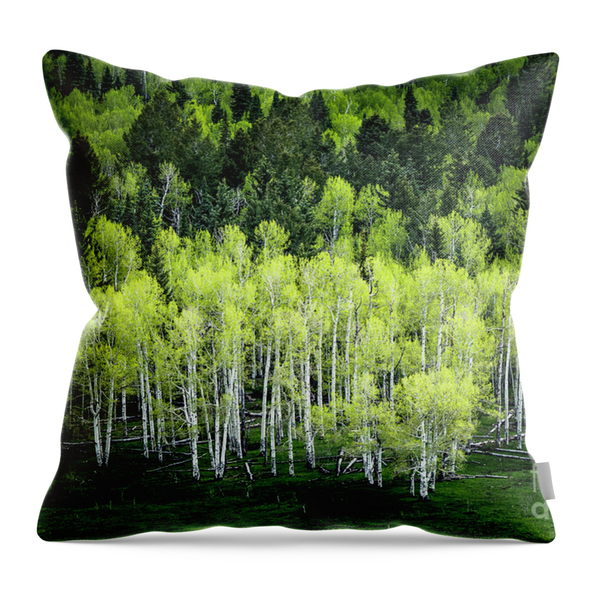 Aspen Trees Throw Pillow featuring the photograph A Thousand Shades of Green by The Forests Edge Photography - Diane Sandoval