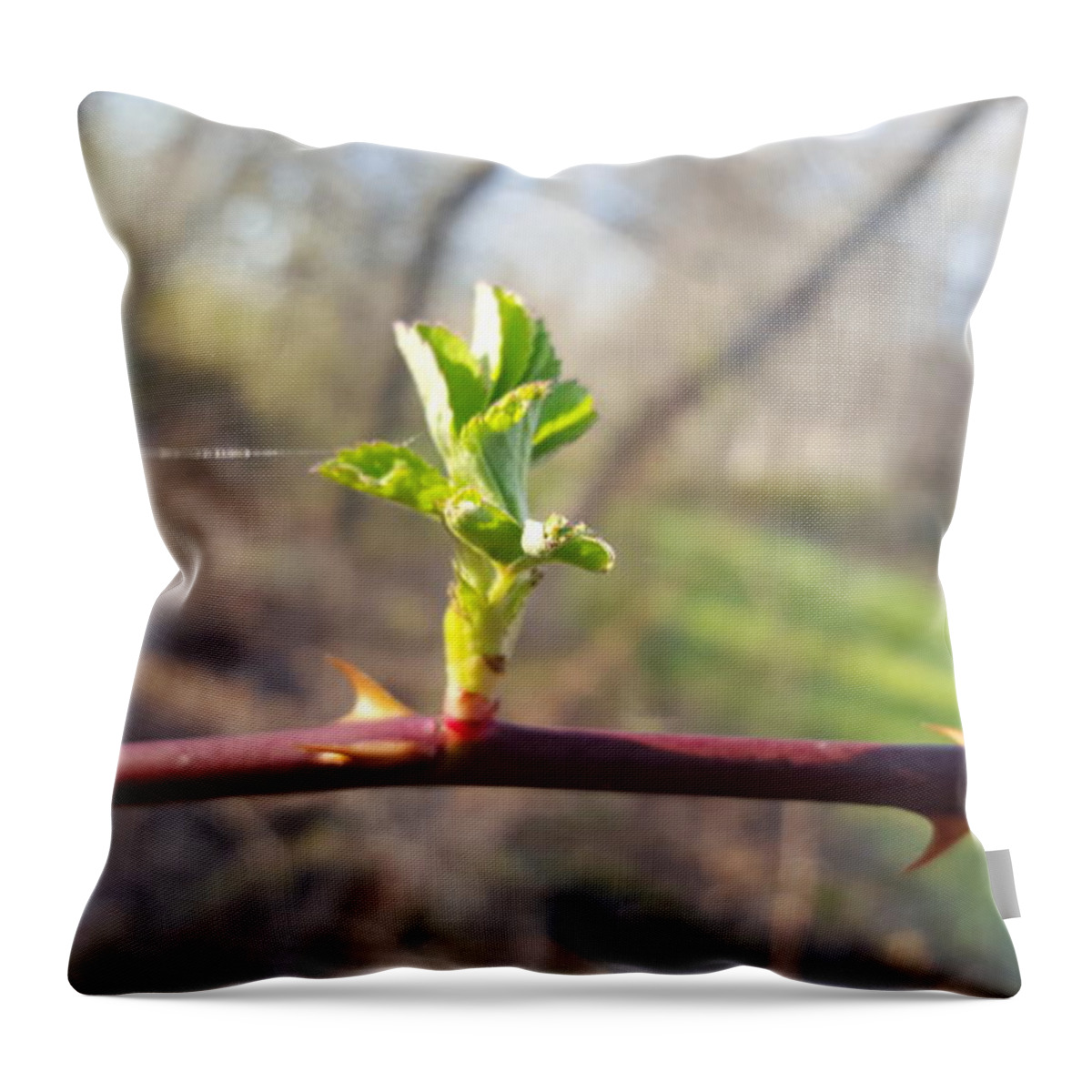 Plant Throw Pillow featuring the photograph A Thread and a Thorn by Dani McEvoy