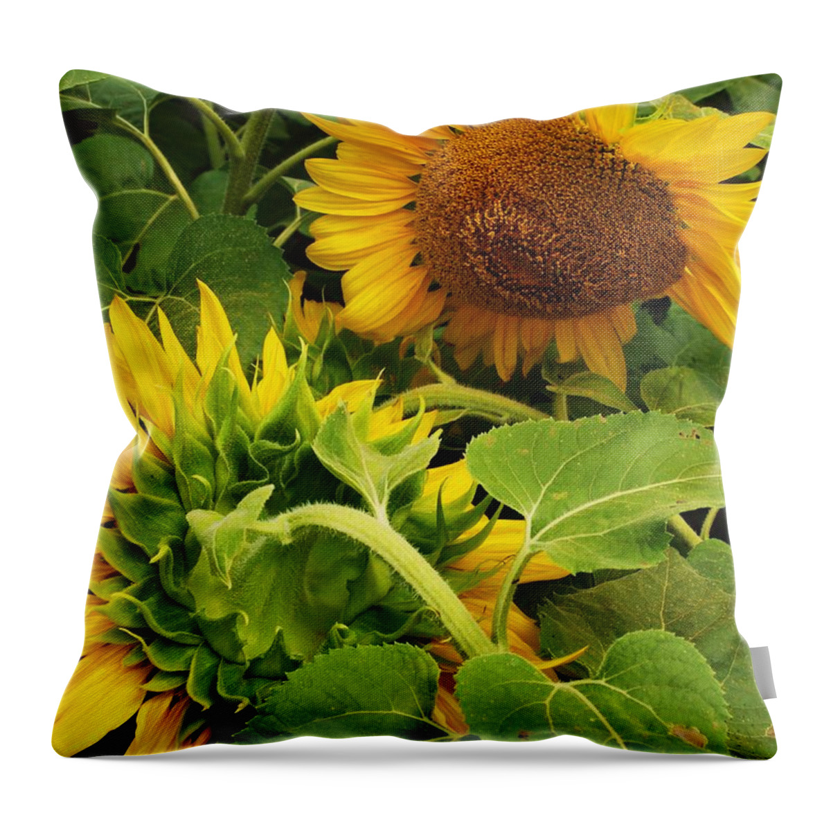 Sunflower Throw Pillow featuring the photograph A tired friend by John Scates