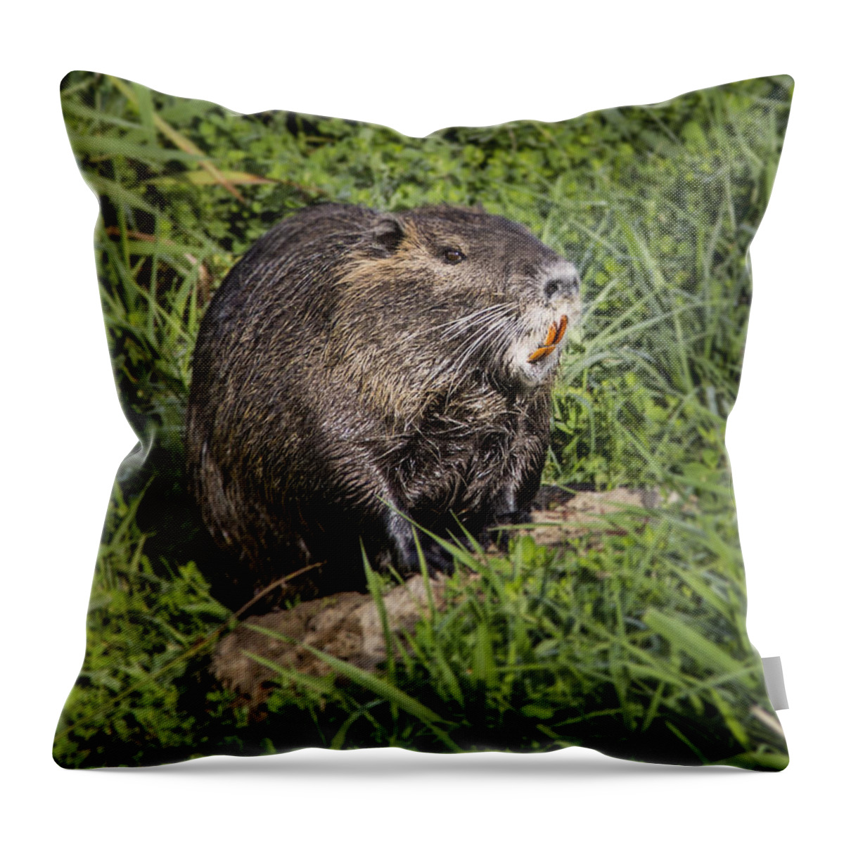 Jean Noren Throw Pillow featuring the photograph A Toothy Nutria by Jean Noren