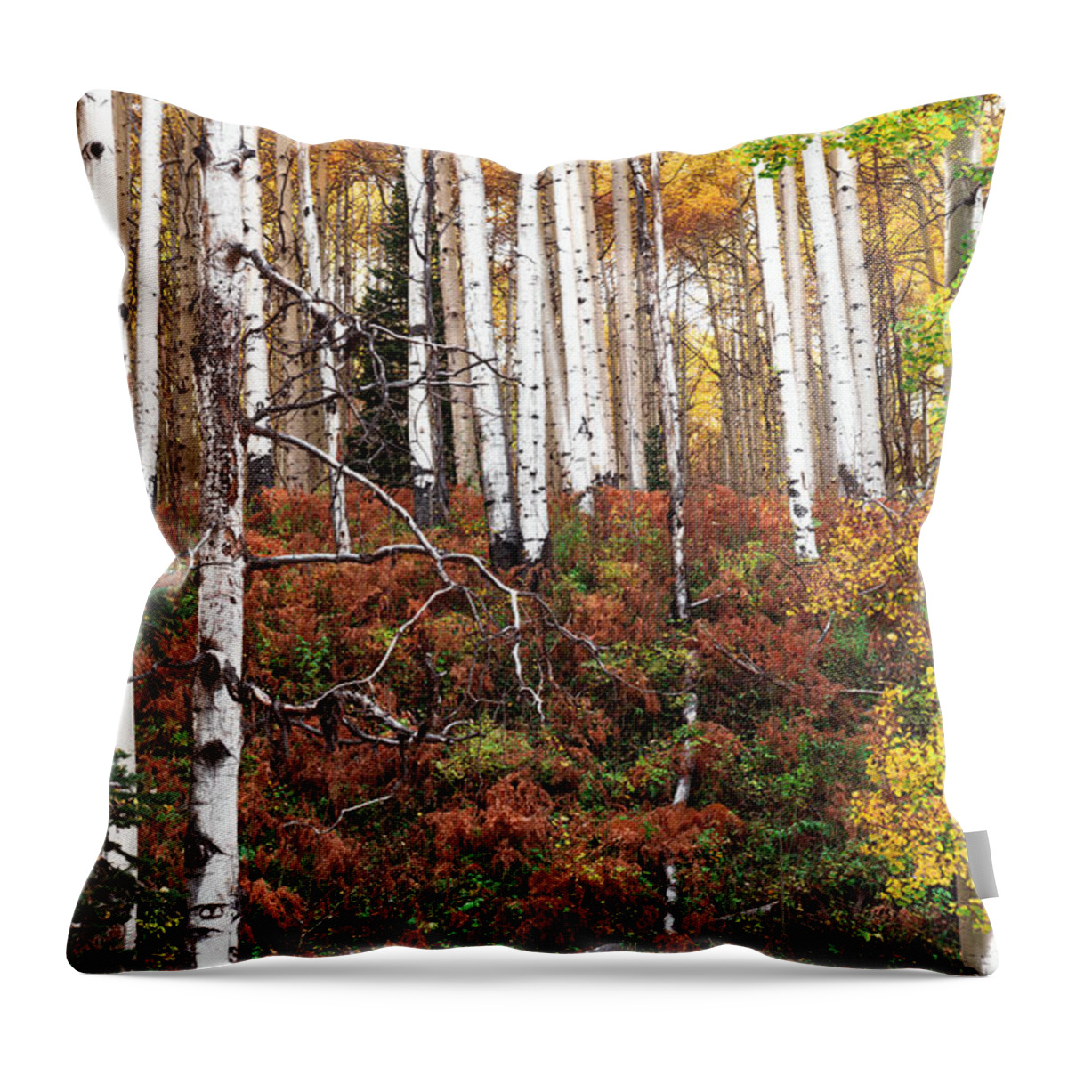 Fall Throw Pillow featuring the photograph A Walk in the Forest by Tim Reaves