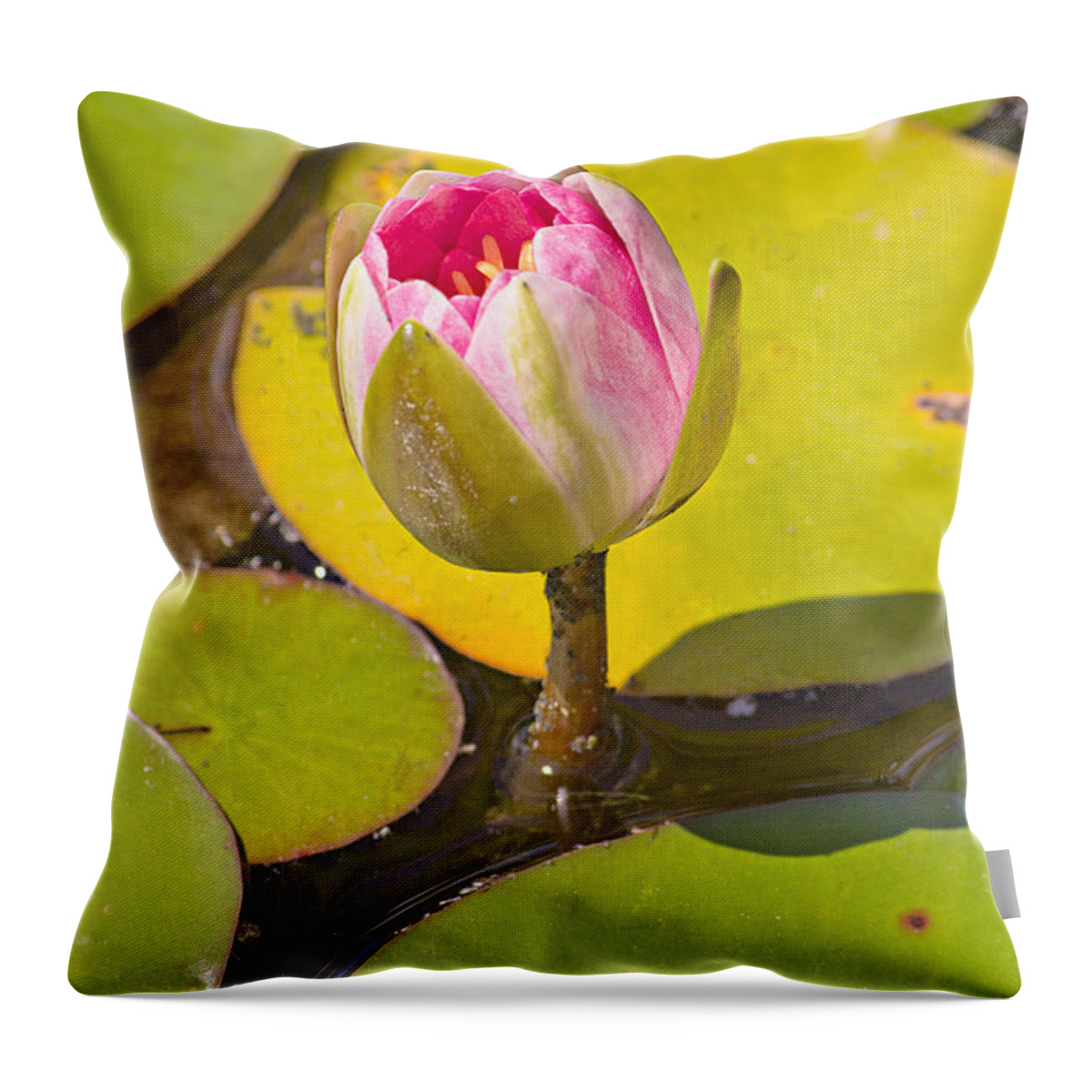Flower Throw Pillow featuring the photograph About to Bloom by Peter J Sucy