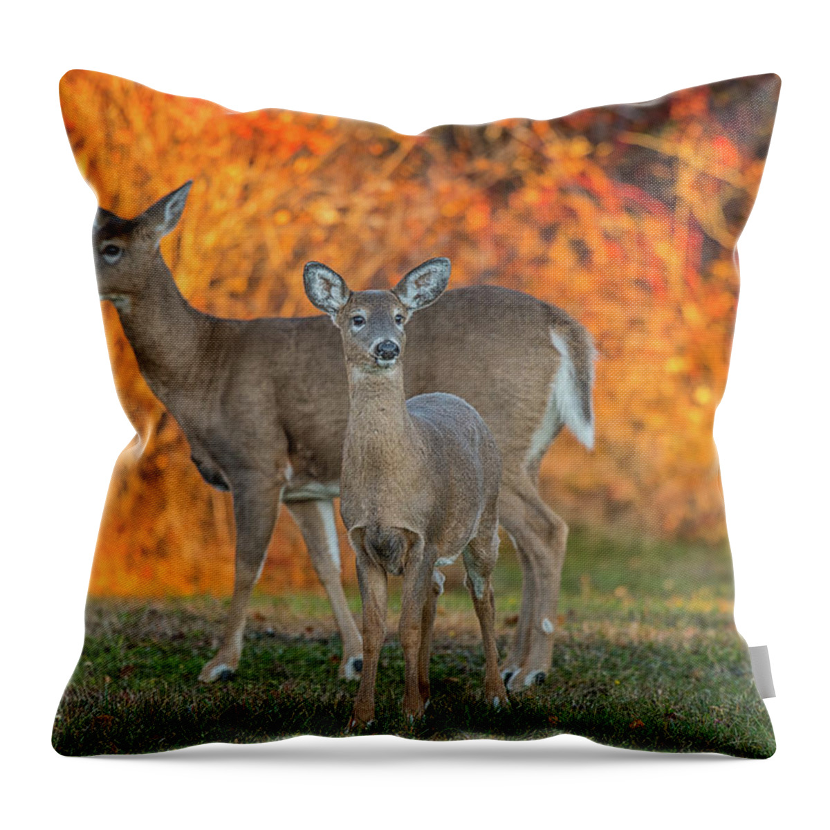 Deer Throw Pillow featuring the photograph Acadia Deer by Darren White