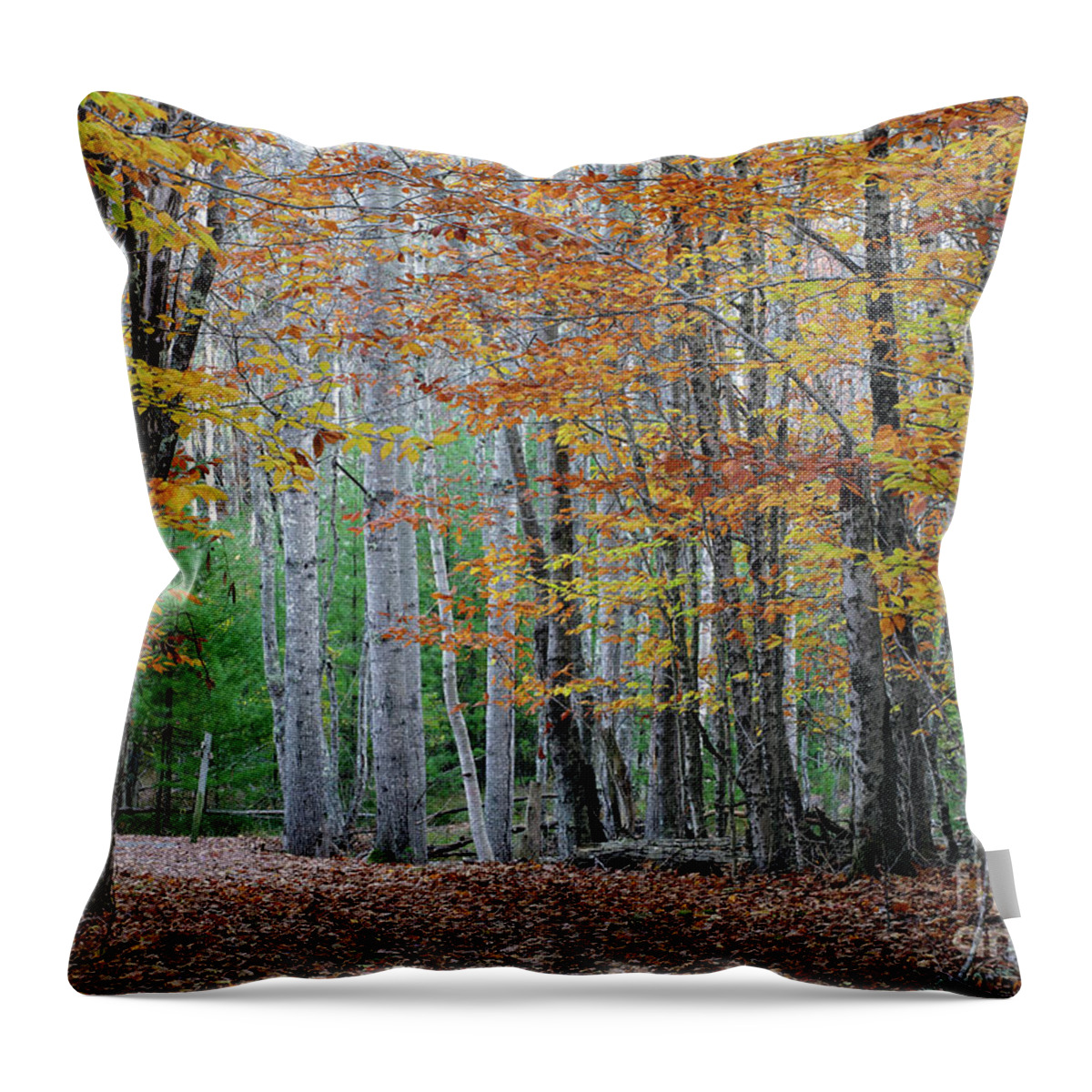 Path Throw Pillow featuring the photograph Autumn in Acadia National Park by Kevin Shields