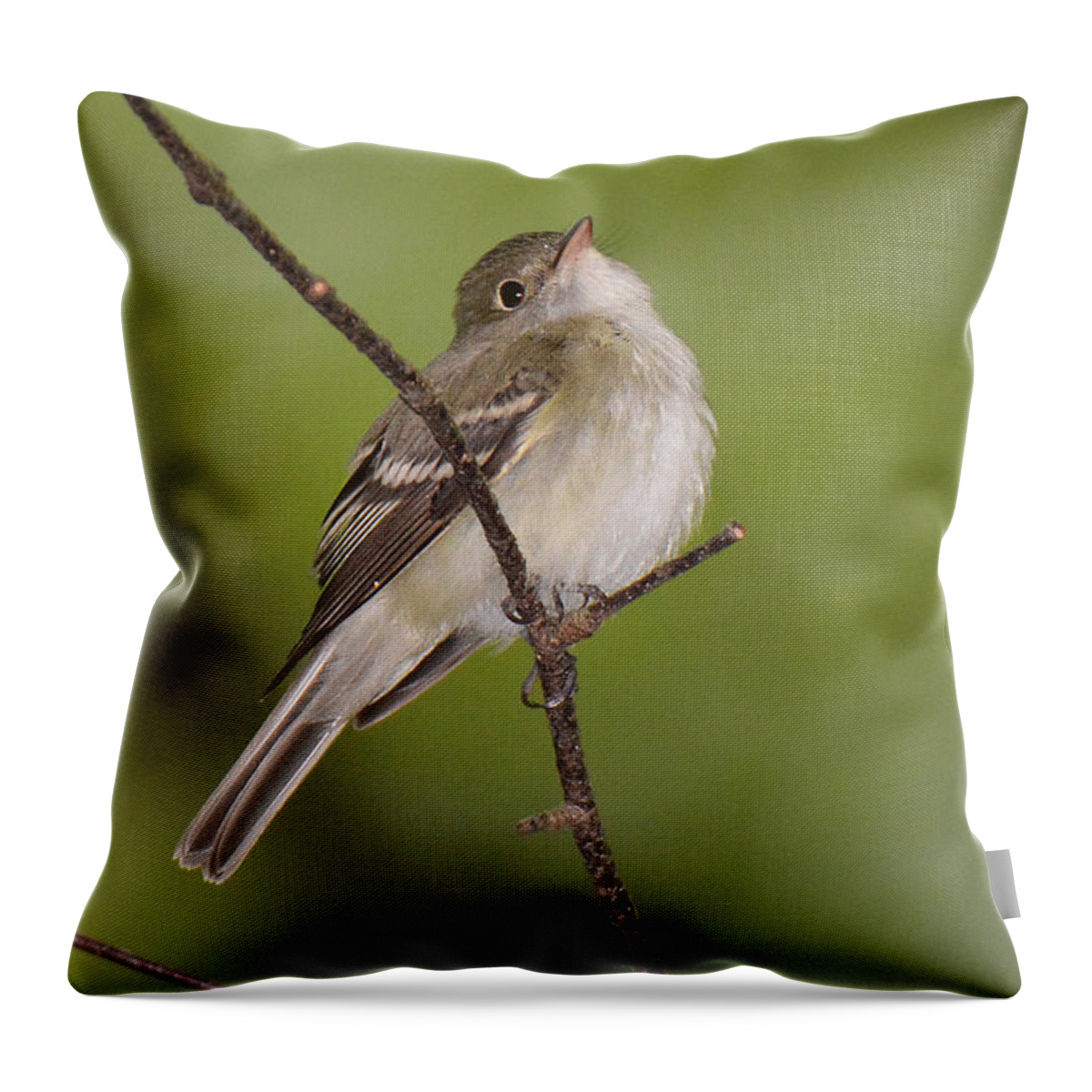 Bird Throw Pillow featuring the photograph Acadian Flycatcher by Alan Lenk